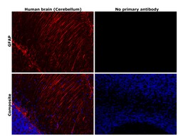 Invitrogen GFAP Monoclonal Antibody (5C10):Antibodies:Primary Antibodies