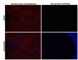 Invitrogen GFAP Monoclonal Antibody (5C10):Antibodies:Primary Antibodies