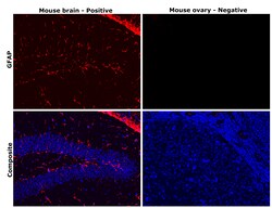 Invitrogen GFAP Monoclonal Antibody (5C10):Antibodies:Primary Antibodies