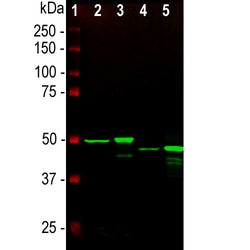 Invitrogen GFAP Monoclonal Antibody (5C10):Antibodies:Primary Antibodies