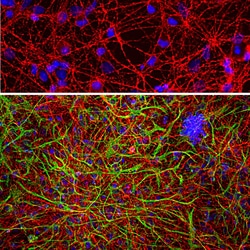 Invitrogen GAP43 Monoclonal Antibody (5E8) 100 &mu;L; Unconjugated:Antibodies,
