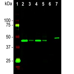 Invitrogen GAP43 Monoclonal Antibody (5E8) 100 &mu;L; Unconjugated:Antibodies,