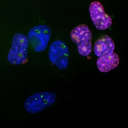 Invitrogen Ki-67 Monoclonal Antibody (5F86) 500 &mu;L; Unconjugated:Antibodies,
