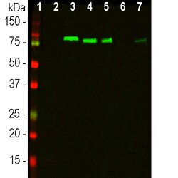 Invitrogen MARCKS Monoclonal Antibody (5F9) 500 &mu;L; Unconjugated:Antibodies,