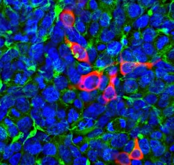 Invitrogen Cas12j Monoclonal Antibody (5F95) 100 &mu;L; Unconjugated:Antibodies,