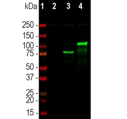 Invitrogen Cas12j Monoclonal Antibody (5F95) 100 &mu;L; Unconjugated:Antibodies,