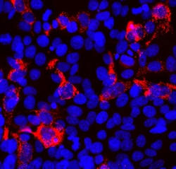 Invitrogen SARS-CoV-2 Spike Protein RBD Monoclonal Antibody (5G8):Antibodies:Primary