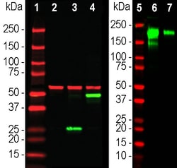 Invitrogen SARS-CoV-2 Spike Protein RBD Monoclonal Antibody (5G8):Antibodies:Primary