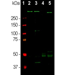 Invitrogen MAP2 Monoclonal Antibody (5H11):Antibodies:Primary Antibodies