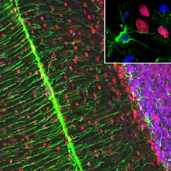 Invitrogen MECP2 Monoclonal Antibody (5H12):Antibodies:Primary Antibodies