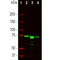 Invitrogen MECP2 Monoclonal Antibody (5H12):Antibodies:Primary Antibodies