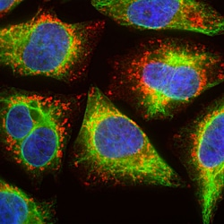 Invitrogen LAMP1 Monoclonal Antibody (5H6) 100 &mu;L; Unconjugated:Antibodies,