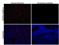 Invitrogen LAMP1 Monoclonal Antibody (5H6) 100 &mu;L; Unconjugated:Antibodies,