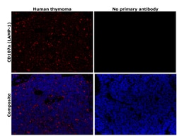 Invitrogen LAMP1 Monoclonal Antibody (5H6) 100 &mu;L; Unconjugated:Antibodies,