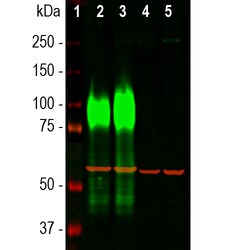 Invitrogen LAMP1 Monoclonal Antibody (5H6) 100 &mu;L; Unconjugated:Antibodies,