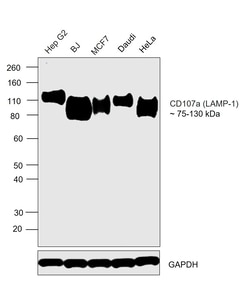 Invitrogen LAMP1 Monoclonal Antibody (5H6) 100 &mu;L; Unconjugated:Antibodies,