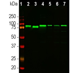 Invitrogen EWSR1 Monoclonal Antibody (5H7):Antibodies:Primary Antibodies