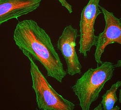 Actin Monoclonal Antibody (5J11), Invitrogen 500 &mu;L; Unconjugated:Antibodies,