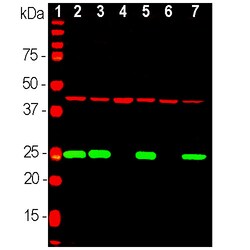 Actin Monoclonal Antibody (5J11), Invitrogen 500 &mu;L; Unconjugated:Antibodies,