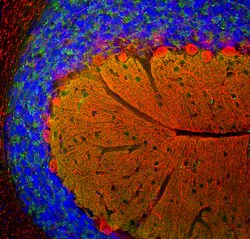 Invitrogen beta Synuclein Monoclonal Antibody (6A10):Antibodies:Primary