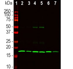 Invitrogen beta Synuclein Monoclonal Antibody (6A10):Antibodies:Primary
