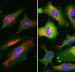 Invitrogen Annexin V Monoclonal Antibody (6A12):Antibodies:Primary Antibodies