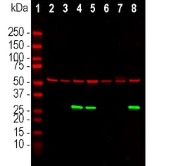Invitrogen Annexin V Monoclonal Antibody (6A12):Antibodies:Primary Antibodies