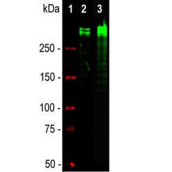 Invitrogen Ki-67 Monoclonal Antibody (6B4):Antibodies:Primary Antibodies