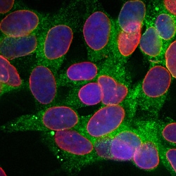 Invitrogen Calreticulin Monoclonal Antibody (6C6) 100 &mu;L; Unconjugated:Antibodies,
