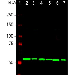 Invitrogen Calreticulin Monoclonal Antibody (6C6) 100 &mu;L; Unconjugated:Antibodies,