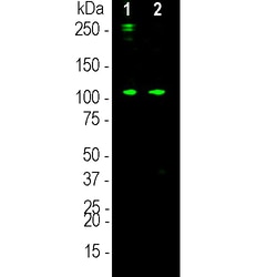Invitrogen Complement C3a Monoclonal Antibody (6E8):Antibodies:Primary