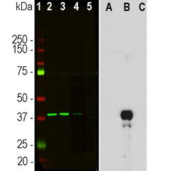 Invitrogen Aurora B Monoclonal Antibody (6G2) 100 &mu;L; Unconjugated:Antibodies,