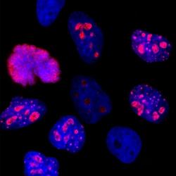 Invitrogen Ki-67 Monoclonal Antibody (6G3) 100 &mu;L; Unconjugated:Antibodies,