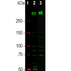 Invitrogen Ki-67 Monoclonal Antibody (6G3) 100 &mu;L; Unconjugated:Antibodies,