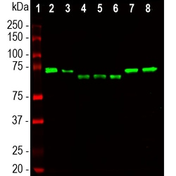 Invitrogen Ubiquilin 2 Monoclonal Antibody (6H9) 500 &mu;L; Unconjugated:Antibodies,
