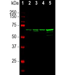 Invitrogen NEFL Monoclonal Antibody (7D1):Antibodies:Primary Antibodies