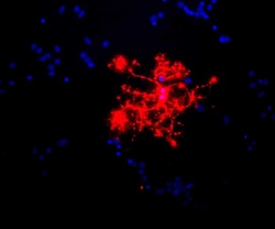 Invitrogen MBP Monoclonal Antibody (7G7):Antibodies:Primary Antibodies