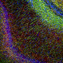Invitrogen MBP Monoclonal Antibody (7G7):Antibodies:Primary Antibodies