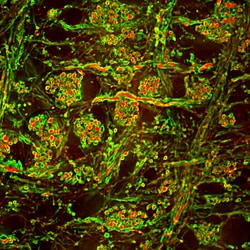 Invitrogen MBP Monoclonal Antibody (7G7):Antibodies:Primary Antibodies