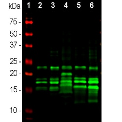 Invitrogen MBP Monoclonal Antibody (7G7):Antibodies:Primary Antibodies