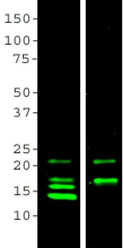 Invitrogen MBP Monoclonal Antibody (7G7):Antibodies:Primary Antibodies