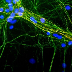 Invitrogen NF-H Monoclonal Antibody (9B12):Antibodies:Primary Antibodies