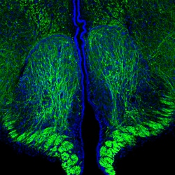 Invitrogen NF-H Monoclonal Antibody (9B12):Antibodies:Primary Antibodies