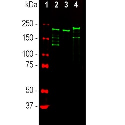 Invitrogen NF-H Monoclonal Antibody (9B12):Antibodies:Primary Antibodies