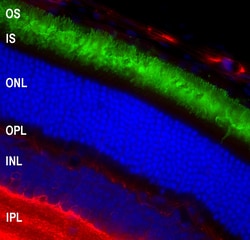Invitrogen Rhodopsin Monoclonal Antibody (A531) 100 &mu;L; Unconjugated:Antibodies,