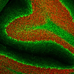 Invitrogen NF-H Monoclonal Antibody (AH1):Antibodies:Primary Antibodies
