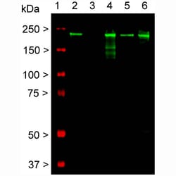 Invitrogen NF-H Monoclonal Antibody (AH1):Antibodies:Primary Antibodies