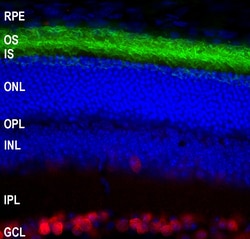 Invitrogen Rhodopsin Monoclonal Antibody (B630):Antibodies:Primary Antibodies