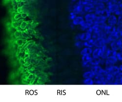 Invitrogen Rhodopsin Monoclonal Antibody (B630):Antibodies:Primary Antibodies