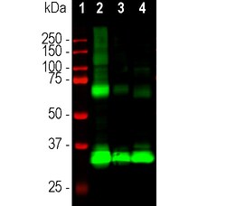 Invitrogen Rhodopsin Monoclonal Antibody (B630):Antibodies:Primary Antibodies